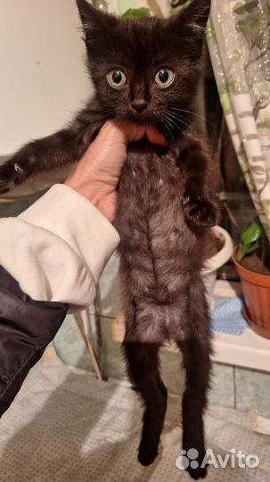 Котики бесплатно