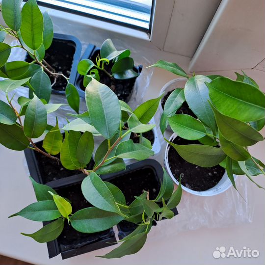 Фикус Бенджамина Экзотика