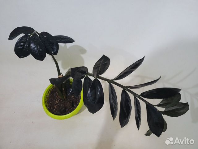 Zamioculcas black leaves ex Korea Замиокулькас