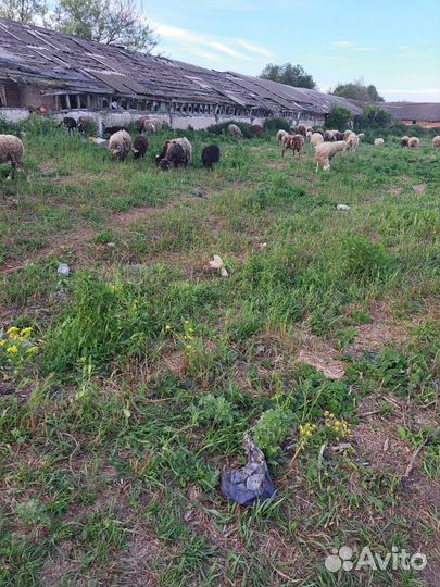 Продажа баранов и овец