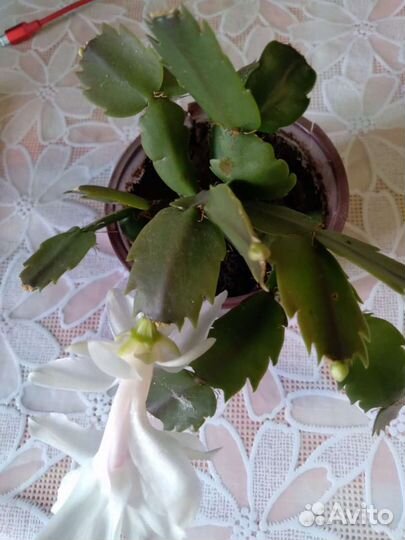 Цветок декабрист Сейчас цветет