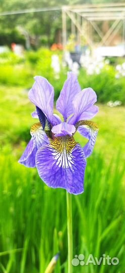 Ирис