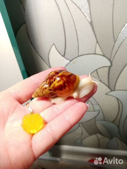 Улитки ахатины бесплатно