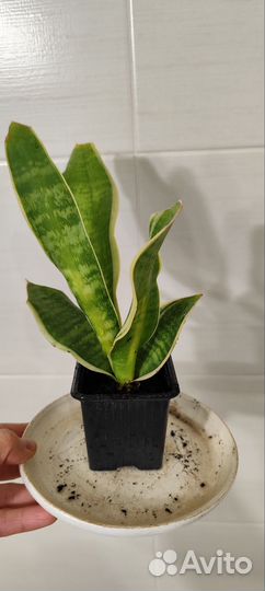 Сансевиерия ханни, маточная детка, макс.выс.40см