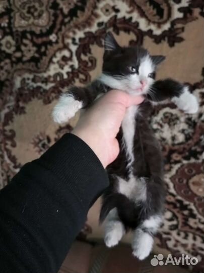 Кошка в дар бесплатно