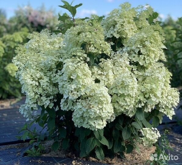 Гортензия Бобо метельчатая