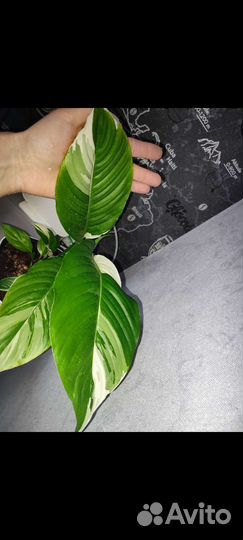 Спатифиллум Пикассо