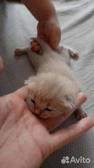 Британская вислоухая кошка