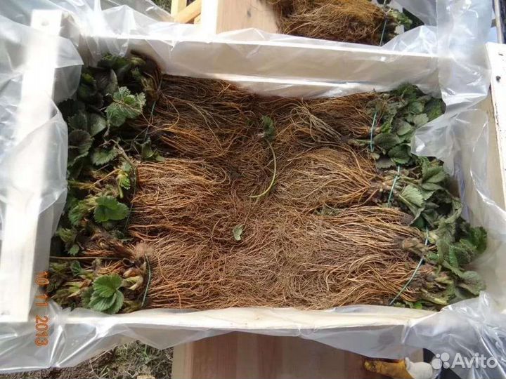 Фриго рассады клубники