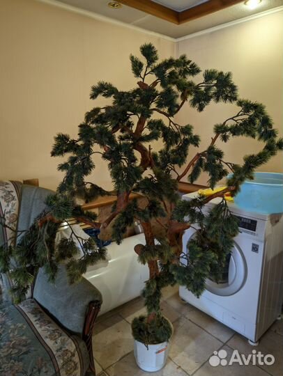 Декоративные деревья