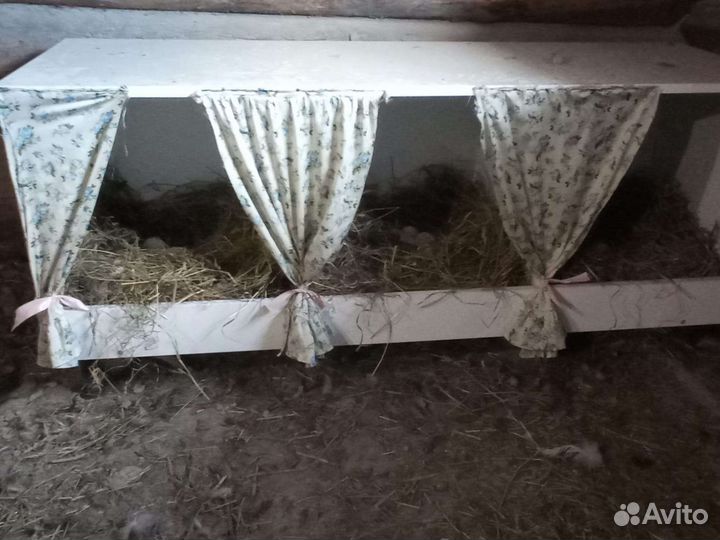 Гнёзда для кур несушек