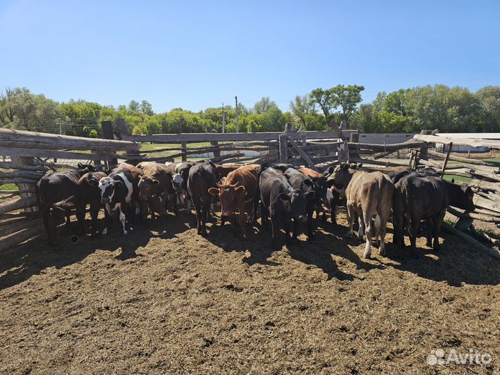 Телки живым весом