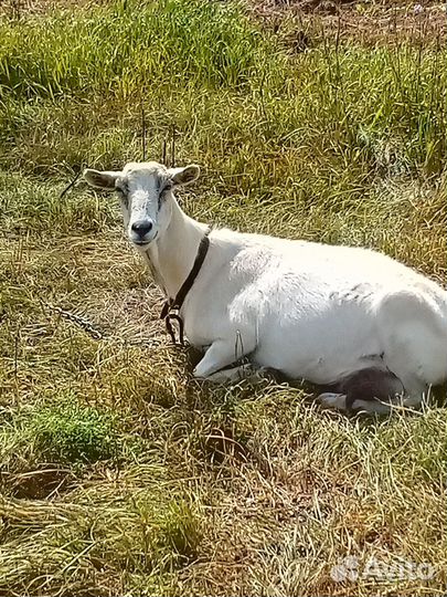 Козы: Зааненская, Альпийская