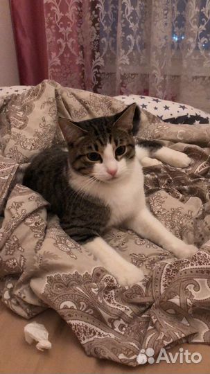 Котик