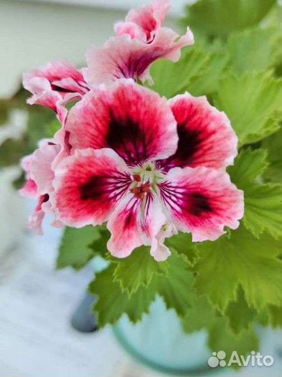 Взрослые комнатные растения