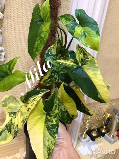 Сингониум Aurea Syngonium или Podophyllum Californ