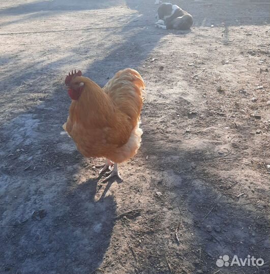 Петух орпингтон