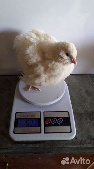 Перепела. инкубационное и столовое яйцо