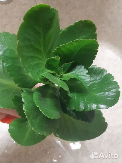 Отростки каланхоэ декоративного