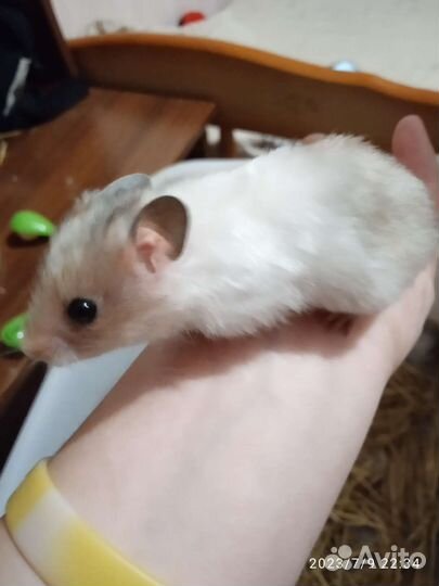 Сирийский хомяк