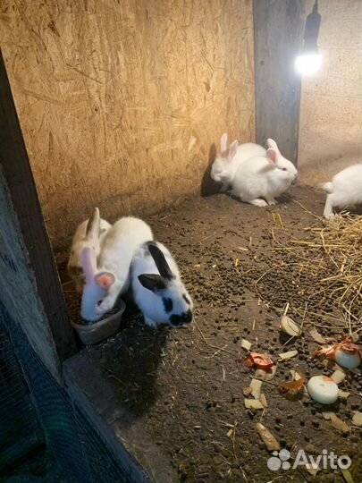 Крольчата