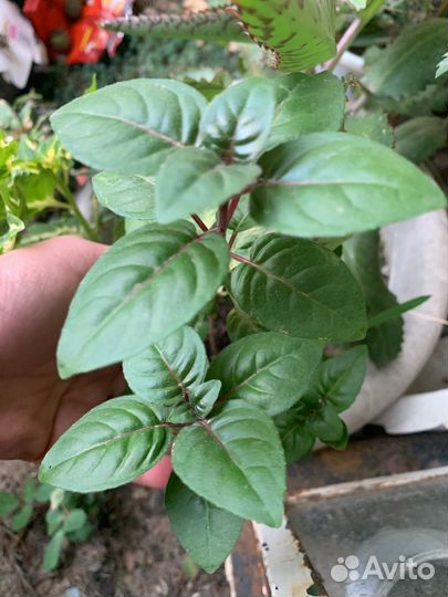 Фуксия, Герань