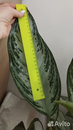 Аглаонема Сильвер Бей