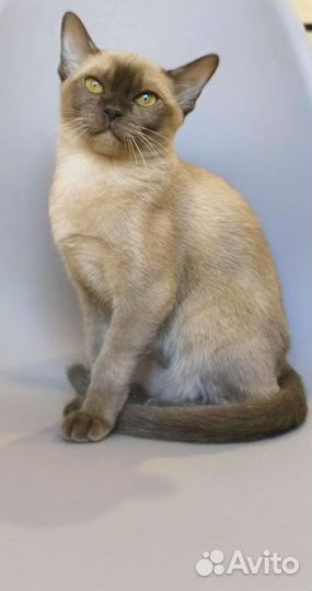 Котята Европейская Бурма