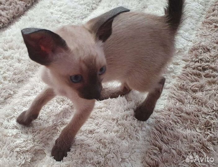 Ориентальные котята