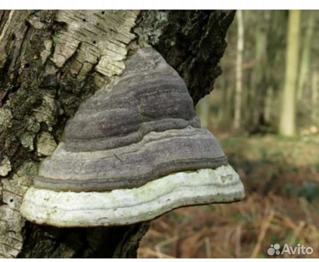 Гриб Трутовик