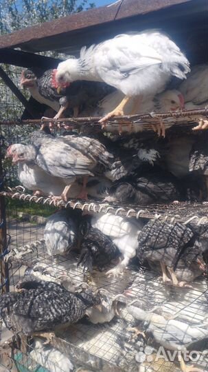 Куры молодки несушки домашние