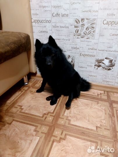 Бельгийская овчарка