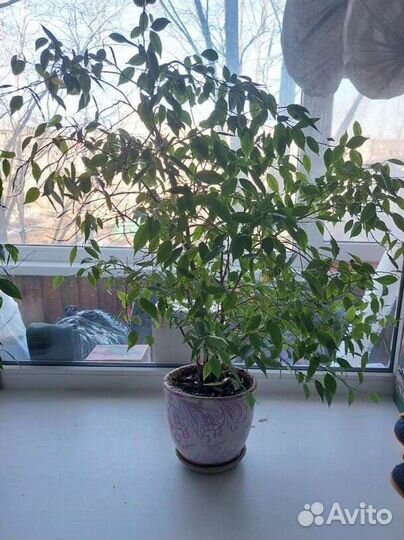 Фикус Бенджамина