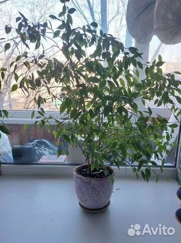 Фикус Бенджамина