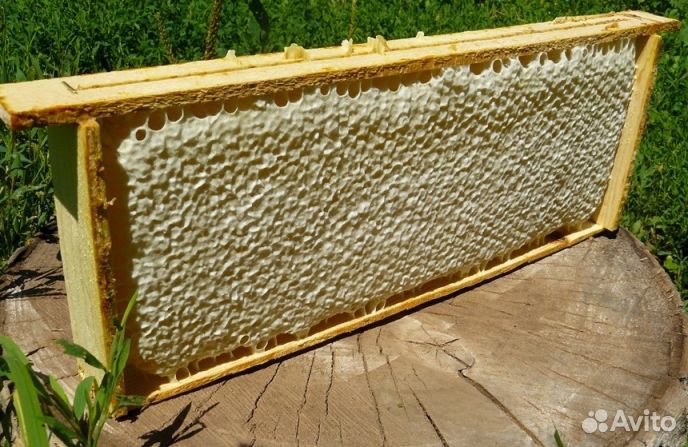 Мед натуральный Алтайский оптом минимально 16 кг