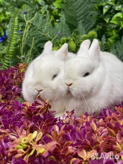 Кролик цветной карлик