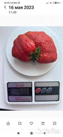 Клубника ранняя