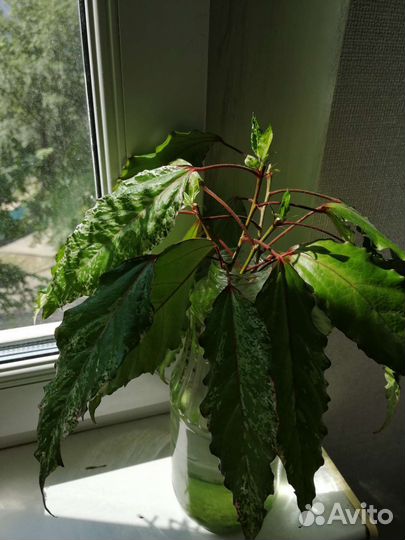 Черенки гибискуса, хойи Белла, цимбалярии