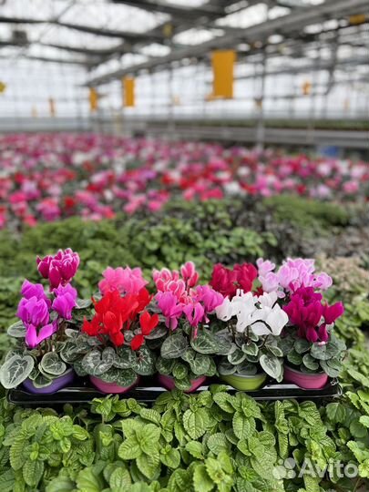 Требуются работники на производство цветов