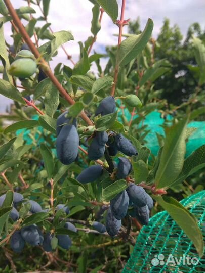 Жимолость ягода с дачи