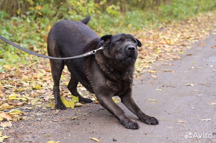 Метис шарпея