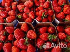 Клубника ремонтантная Королева Елизавета 2