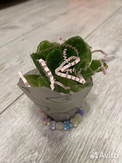 Аквамарин - сенполия (фиалочки)