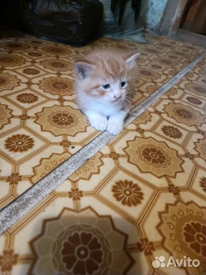 Котята бесплатно