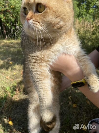 Кот на вязку