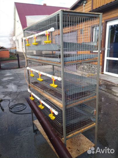 Клетки для перепелов бу