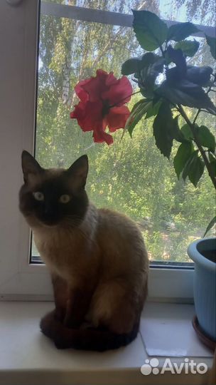 Предлагаю кота сиамского для вязки