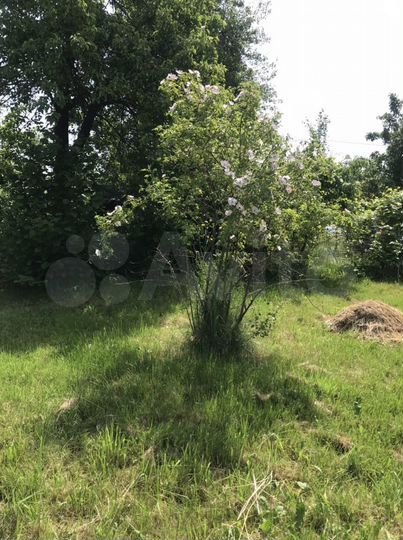 Участок 4,9 сот. (СНТ, ДНП)