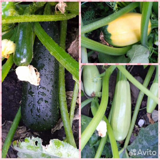 Кабачки свежие