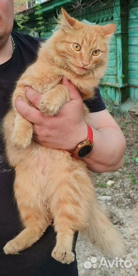 Котик ищет дом
